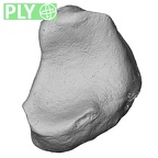 NH MER00 279 Pan troglodytes troglodytes lunate left ply