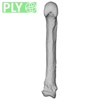 NH MER00 279 Pan troglodytes troglodytes metacarpal fifth left ply