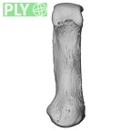 NH MER00 279 Pan troglodytes troglodytes metacarpal first left ply