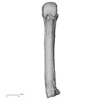 metacarpal fourth left