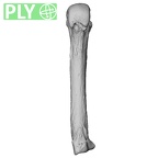 NH MER00 279 Pan troglodytes troglodytes metacarpal fourth left ply