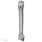metacarpal second left