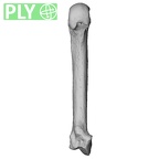NH MER00 279 Pan troglodytes troglodytes metacarpal second left ply