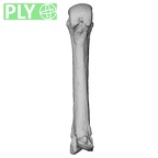 NH MER00 279 Pan troglodytes troglodytes metacarpal third left ply