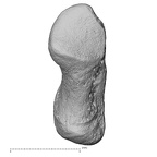 pisiform left
