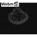 NH MER00 279 Pan troglodytes troglodytes pisiform left ct stack movie