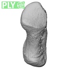 NH MER00 279 Pan troglodytes troglodytes pisiform left ply