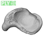 NH MER00 279 Pan troglodytes troglodytes scaphoid left ply