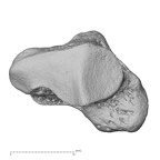 NH MER00 279 Pan troglodytes troglodytes trapezium left proximal