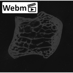 NH MER00 279 Pan troglodytes troglodytes trapezium left ct stack movie