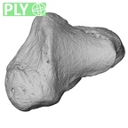 NH MER00 279 Pan troglodytes troglodytes trapezium left ply