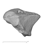 NH MER00 279 Pan troglodytes troglodytes trapezoid left proximal