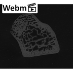 NH MER00 279 Pan troglodytes troglodytes trapezoid left ct stack movie