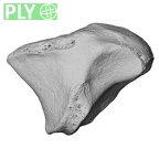 NH MER00 279 Pan troglodytes troglodytes trapezoid left ply