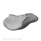 NH MER00 279 Pan troglodytes troglodytes triquetrum left proximal