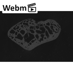 NH MER00 279 Pan troglodytes troglodytes triquetrum left ct stack movie