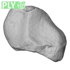 NH MER00 279 Pan troglodytes troglodytes triquetrum left ply
