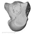 NH MER32 401 Pan troglodytes troglodytes capitate left ulnar