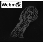 NH MER32 401 Pan troglodytes troglodytes capitate left ct stack movie