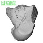 NH MER32 401 Pan troglodytes troglodytes capitate left ply