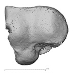 NH MER32 401 Pan troglodytes troglodytes hamate left distal