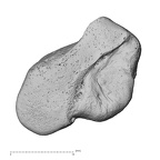 NH MER32 401 Pan troglodytes troglodytes hamate left radial