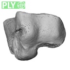 NH MER32 401 Pan troglodytes troglodytes hamate left ply