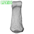 NH MER32 401 Pan troglodytes troglodytes hand phalanx fifth middle left ply