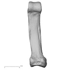 NH MER32 401 Pan troglodytes troglodytes hand phalanx fifth proximal left palmar