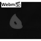 NH MER32 401 Pan troglodytes troglodytes hand phalanx fifth proximal left ct stack movie