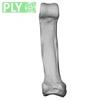 NH MER32 401 Pan troglodytes troglodytes hand phalanx fifth proximal left ply