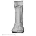 hand phalanx first proximal left