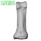 NH MER32 401 Pan troglodytes troglodytes hand phalanx first proximal left ply