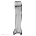 NH MER32 401 Pan troglodytes troglodytes hand phalanx fourth proximal left palmar