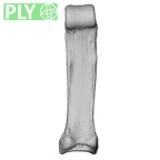 NH MER32 401 Pan troglodytes troglodytes hand phalanx fourth proximal left ply
