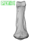 NH MER32 401 Pan troglodytes troglodytes hand phalanx second middle left ply