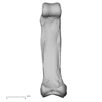 NH MER32 401 Pan troglodytes troglodytes hand phalanx second proximal left palmar
