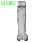 NH MER32 401 Pan troglodytes troglodytes hand phalanx second proximal left ply