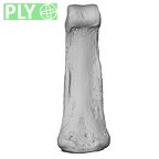 NH MER32 401 Pan troglodytes troglodytes hand phalanx third middle left ply