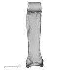 NH MER32 401 Pan troglodytes troglodytes hand phalanx third proximal left palmar