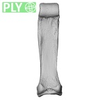 NH MER32 401 Pan troglodytes troglodytes hand phalanx third proximal left ply