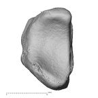 NH MER32 401 Pan troglodytes troglodytes lunate left distal