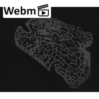 NH MER32 401 Pan troglodytes troglodytes lunate left ct stack movie