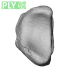 NH MER32 401 Pan troglodytes troglodytes lunate left ply