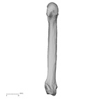 NH MER32 401 Pan troglodytes troglodytes metacarpal fifth left palmar