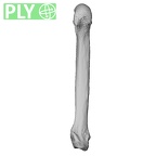 NH MER32 401 Pan troglodytes troglodytes metacarpal fifth left ply