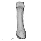 NH MER32 401 Pan troglodytes troglodytes metacarpal first left palmar