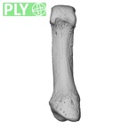 NH MER32 401 Pan troglodytes troglodytes metacarpal first left ply