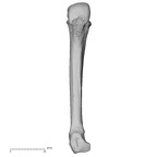 NH MER32 401 Pan troglodytes troglodytes metacarpal fourth left palmar