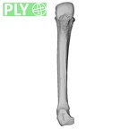 NH MER32 401 Pan troglodytes troglodytes metacarpal fourth left ply